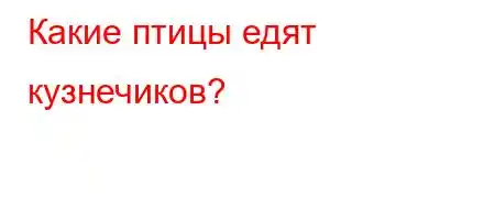 Какие птицы едят кузнечиков?